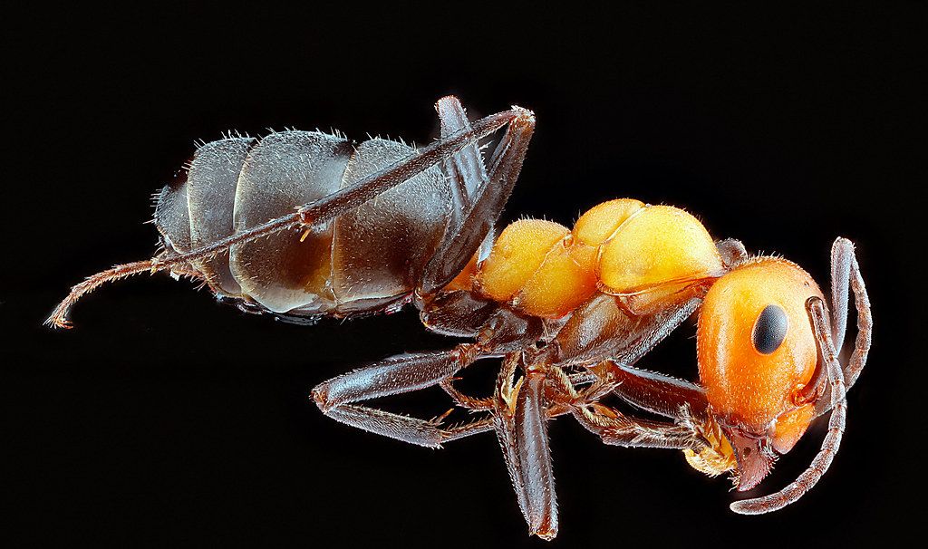 Ant Control service in Jackson, MI
