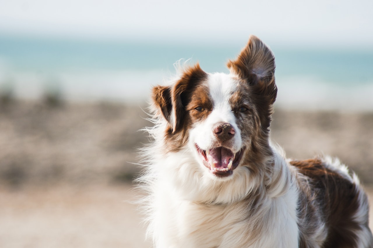 Flea & Tick Control service in Jackson, MI
