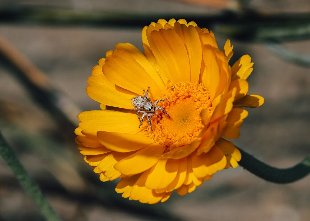 Spider Control service in Jackson, MI
